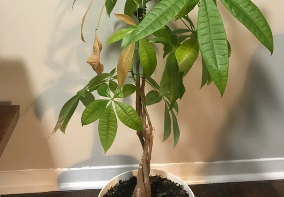 金錢樹澆水方法 金錢樹澆水方法