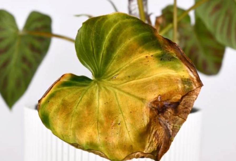 葉尖變黃原因 葉尖變黃原因