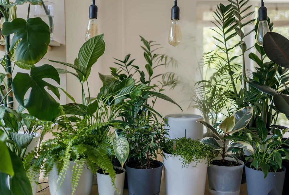 室內盆栽