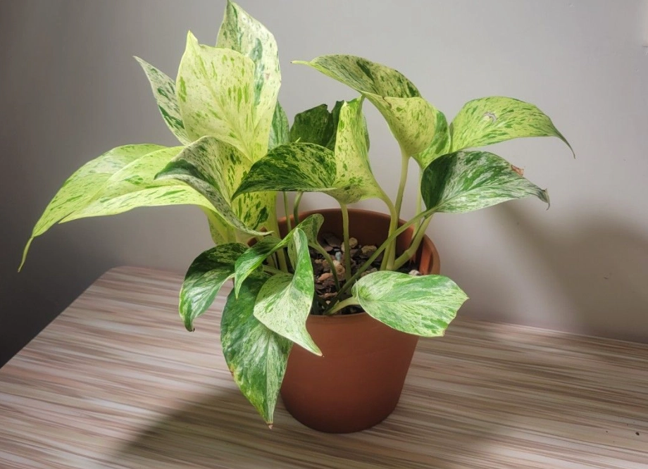 大理石皇后黃金葛水耕 大理石皇后黃金葛水耕