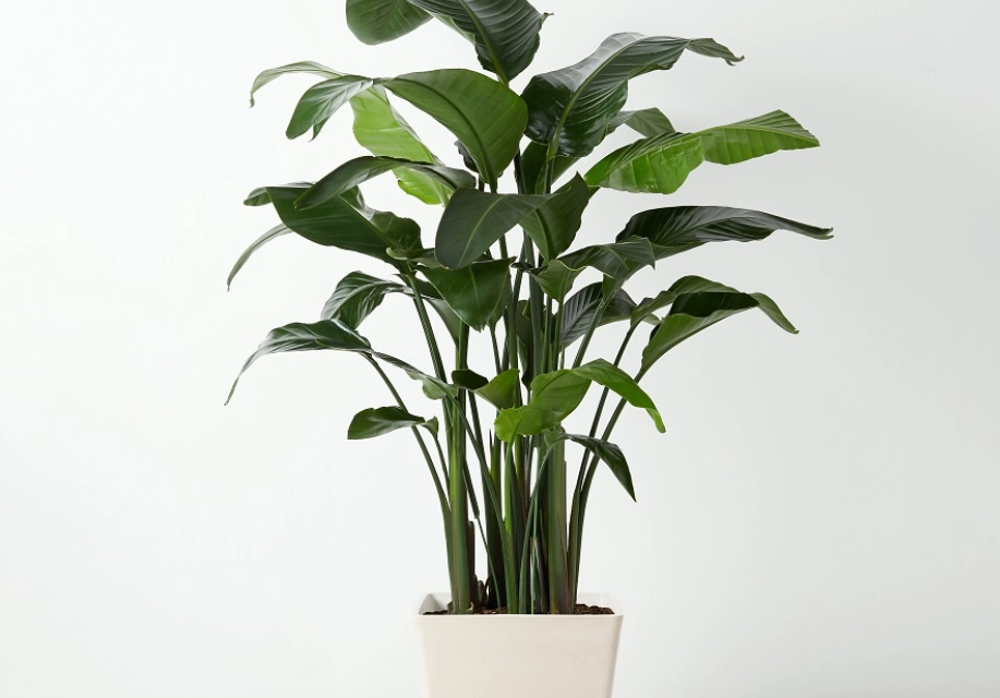 天堂鳥植物室內照顧