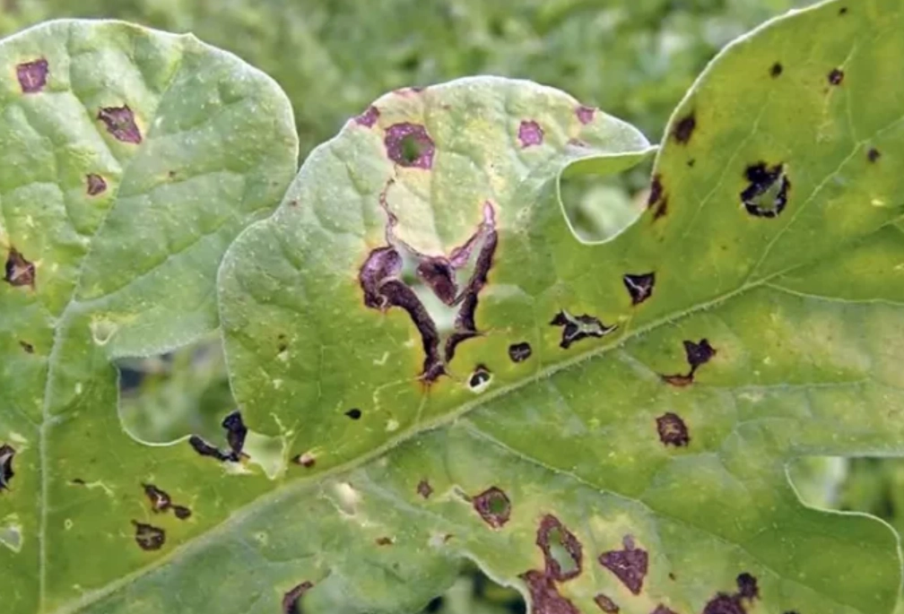 炭疽病 預防 炭疽病 預防