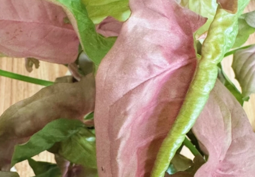 叶子卷起来怎么救