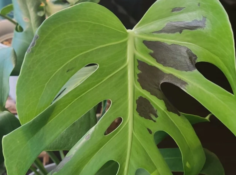 龜背芋 曬傷 復原