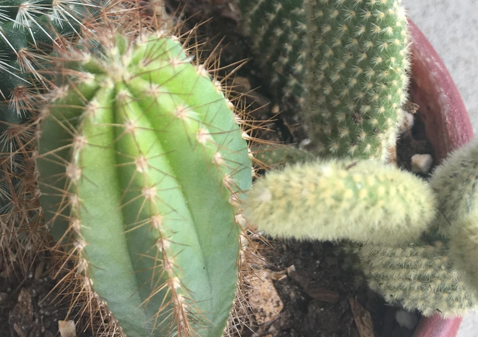 仙人掌曬傷處理