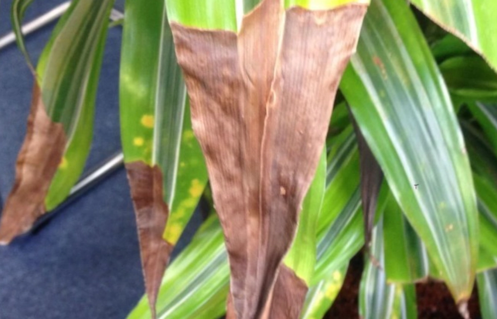 葉尖變黃原因 葉尖變黃原因