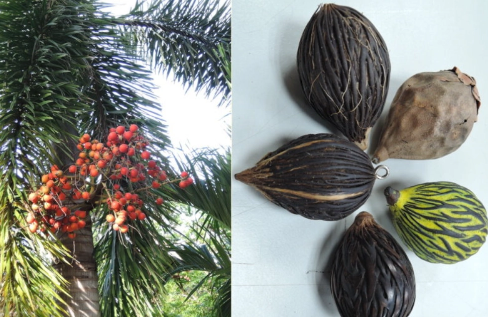 狐尾椰子果實可以吃嗎