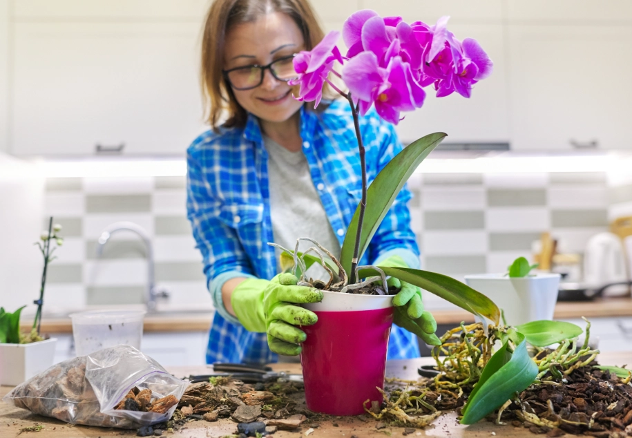 蘭花什麼時候移植 蘭花什麼時候移植