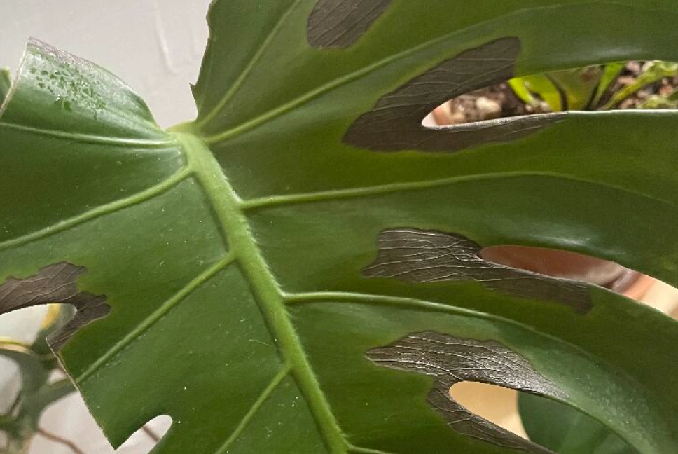 龜背芋 曬傷 復原