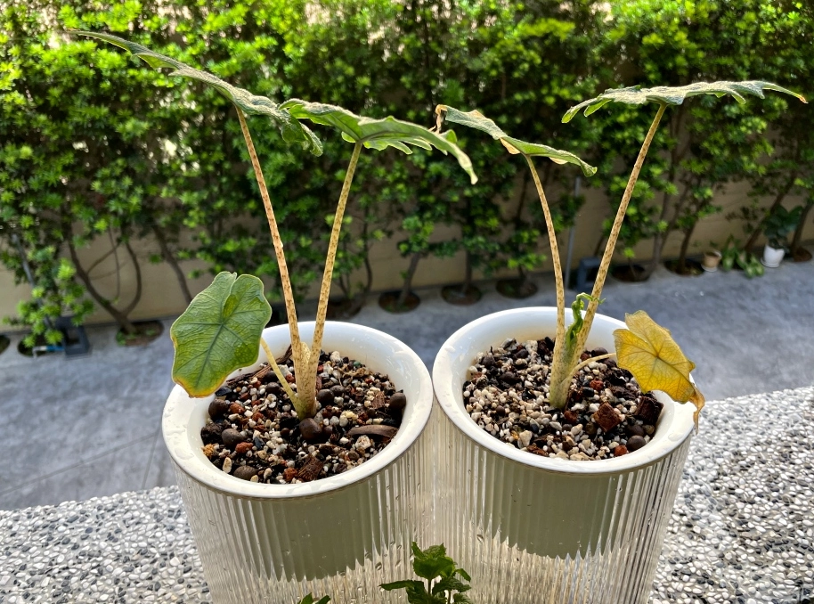 傑克林觀音蓮 照顧