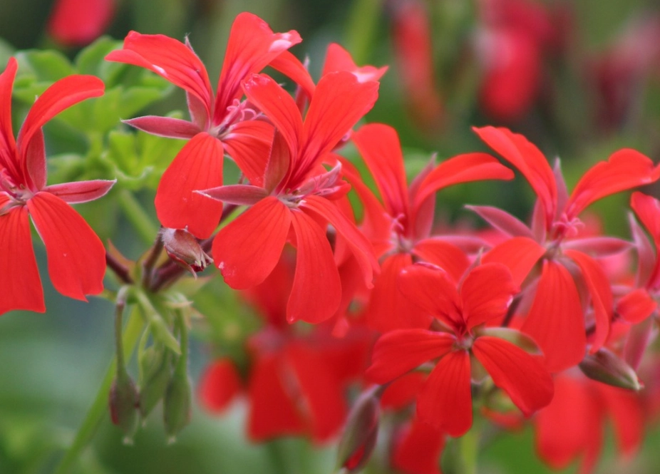 杜鵑花拍照技巧 杜鵑花拍照技巧