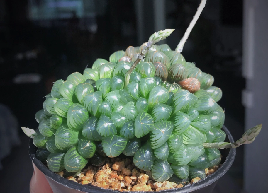 花劍處理 花劍處理