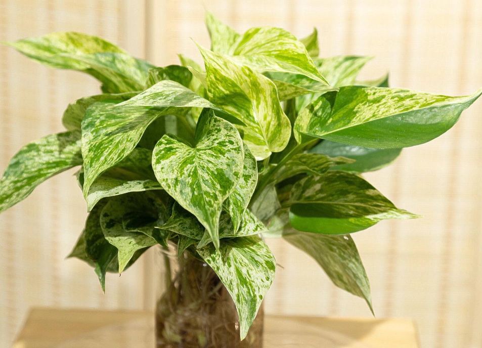 大理石皇后黃金葛繁殖 大理石皇后黃金葛繁殖