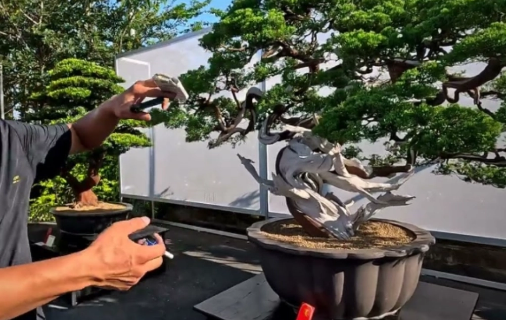 真柏造型 真柏造型