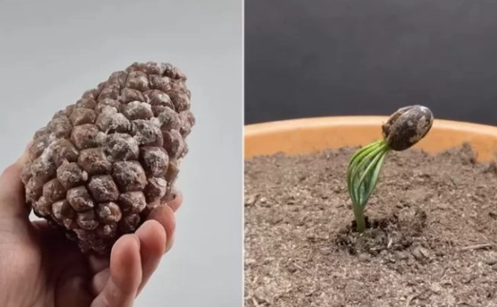 松果育苗 松果育苗