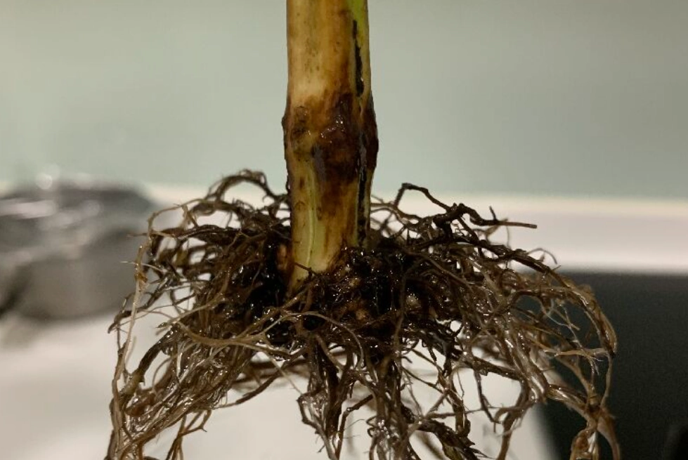 爛根處理 爛根處理