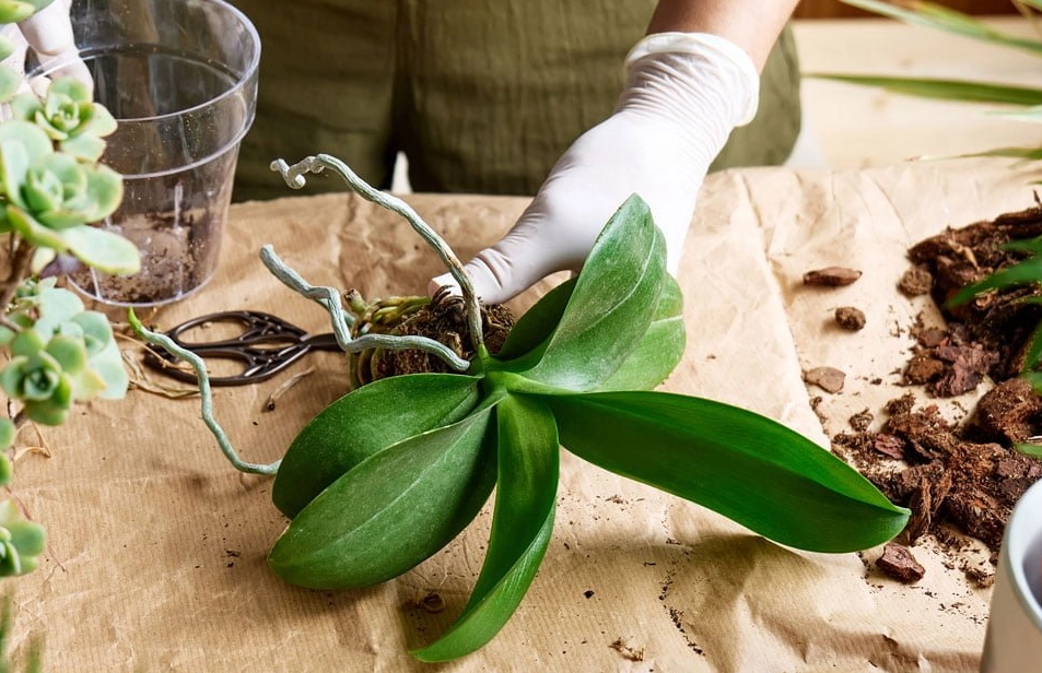 蘭花換盆技巧 蘭花換盆技巧