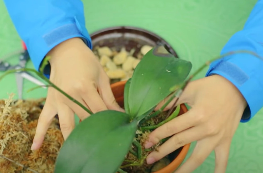 蘭花移植步驟 蘭花移植步驟