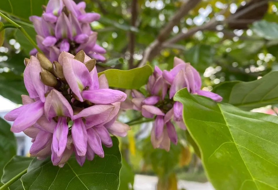 水黃皮開花時間 水黃皮開花時間