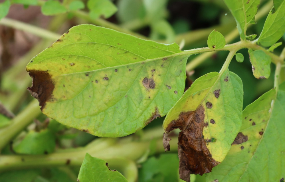 植物炭疽病治療 植物炭疽病治療