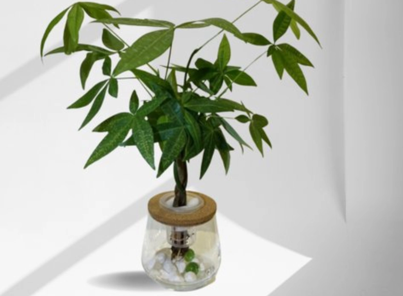 水培發財樹