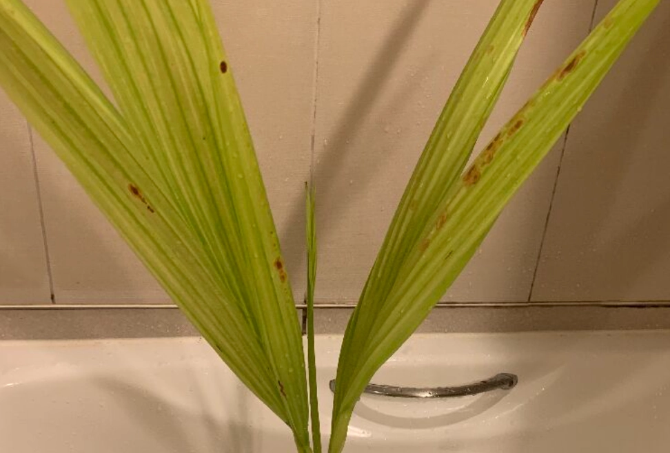 室內植物病蟲害 室內植物病蟲害