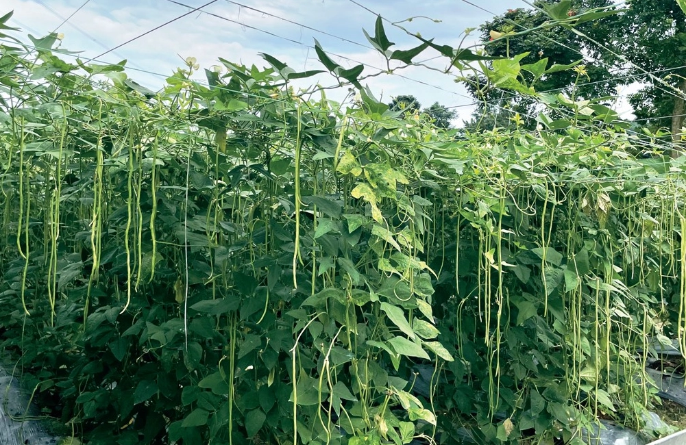 四季豆種植季節 四季豆種植季節