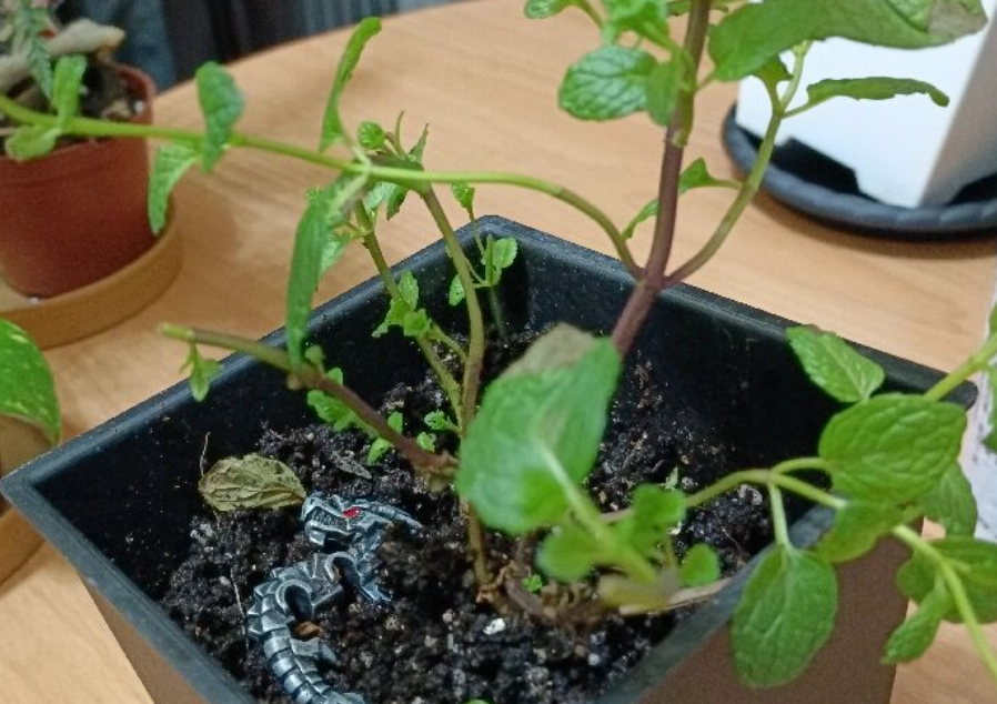 薄荷徒長 薄荷徒長