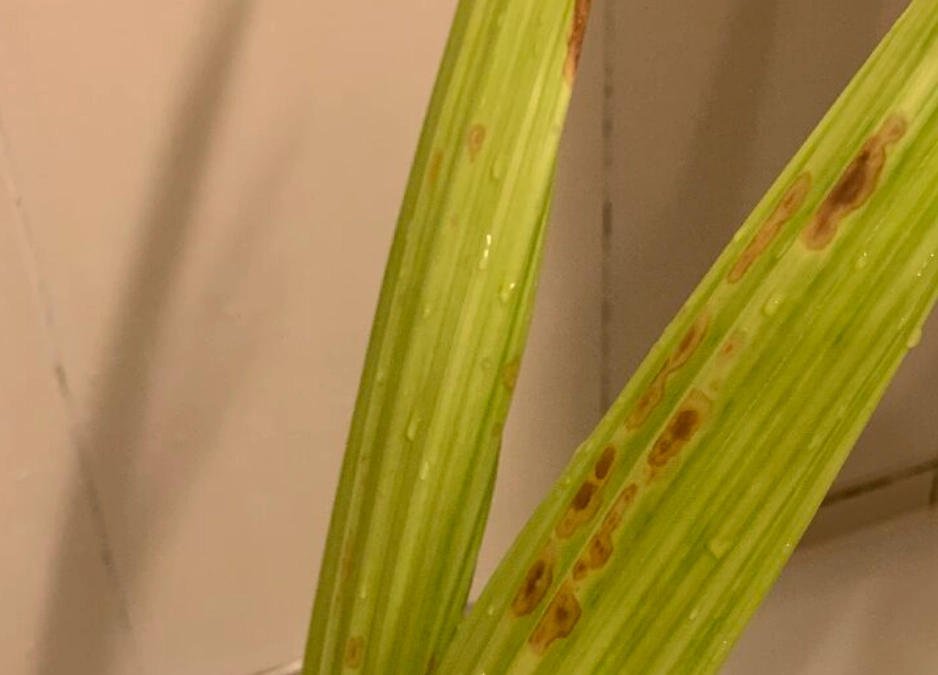 室內植物病蟲害 室內植物病蟲害