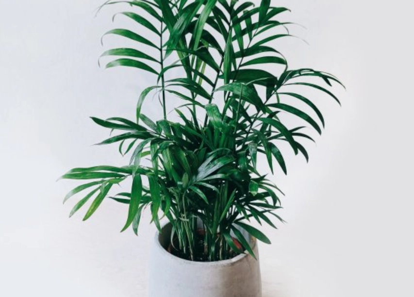 袖珍椰子 長不高