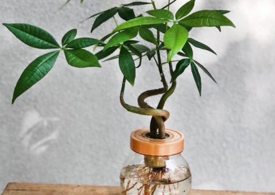 水培發財樹
