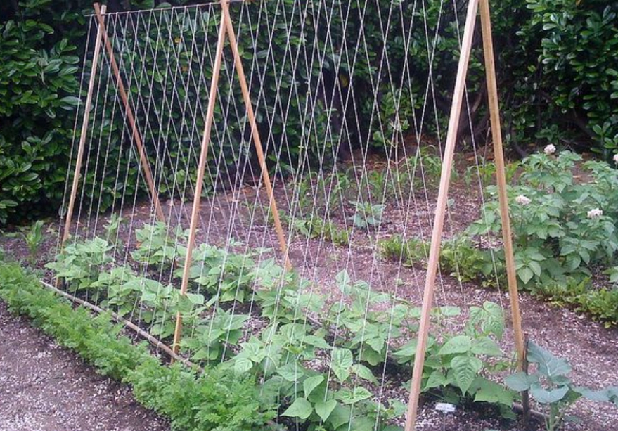 番茄棚架製作