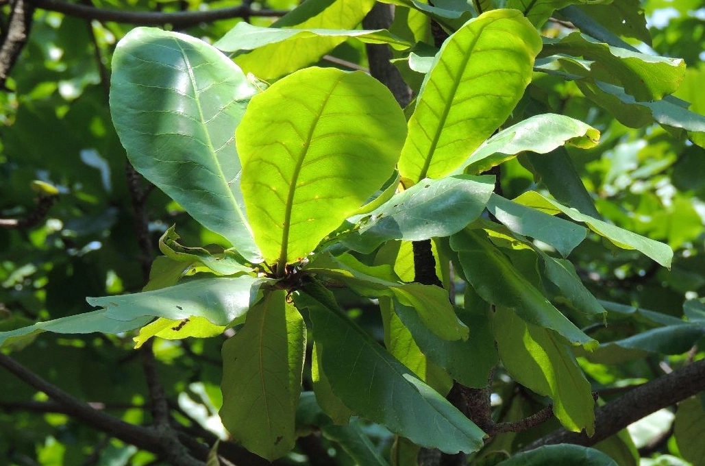 大葉欖仁修剪注意事項