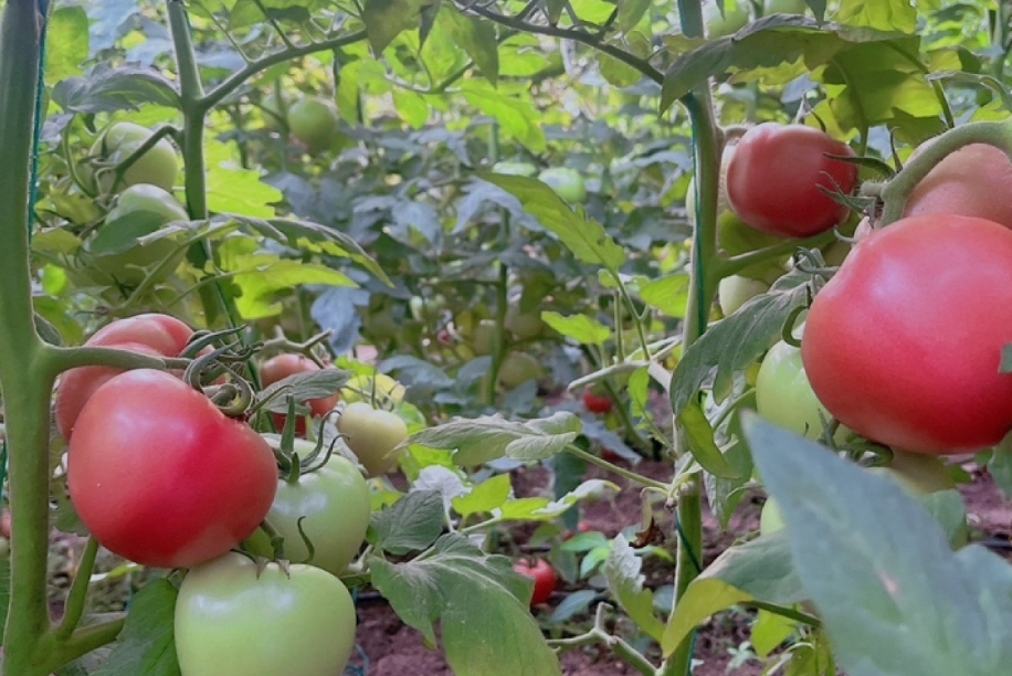 陽台種菜 陽台種菜