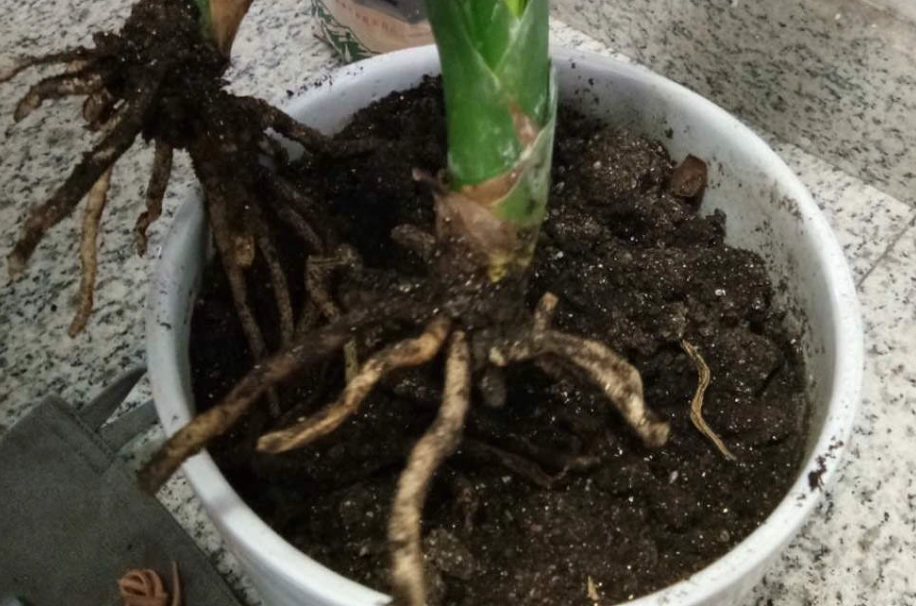 植物爛根急救 植物爛根急救