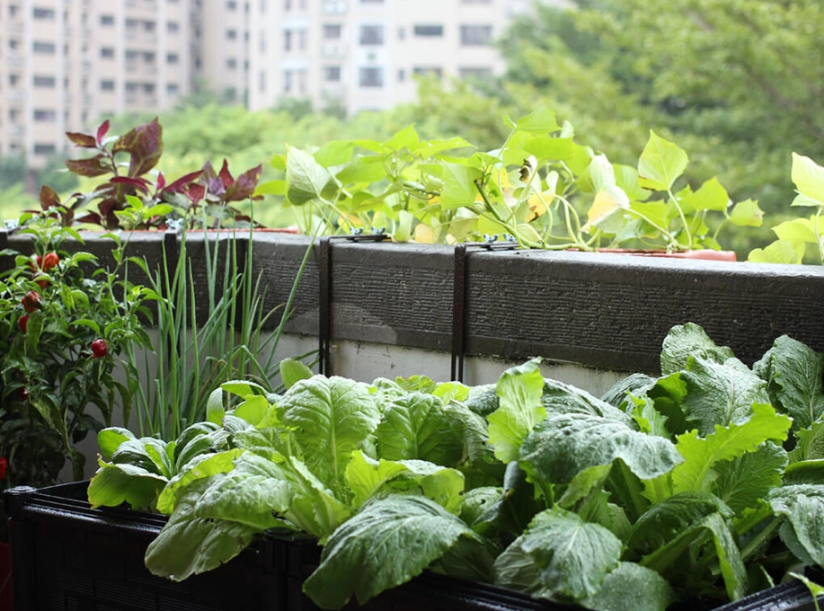 蔬菜種子怎麼種