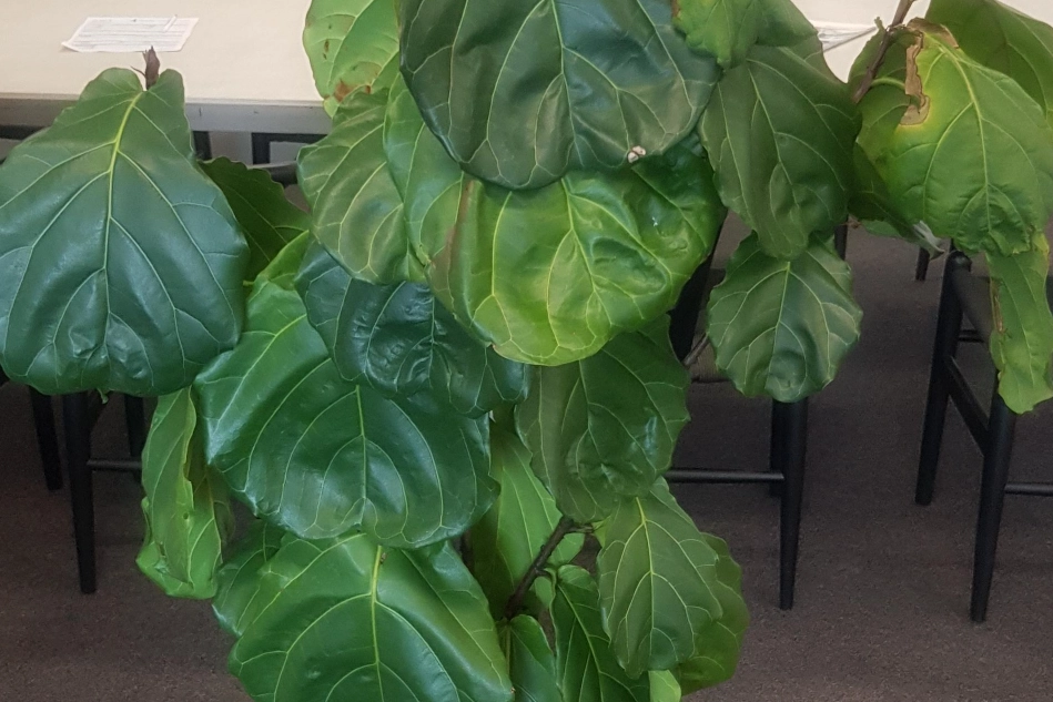 室內植物葉子下垂處理 室內植物葉子下垂處理