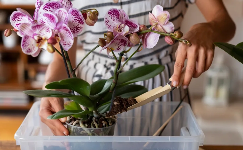 蘭花什麼時候移植 蘭花什麼時候移植