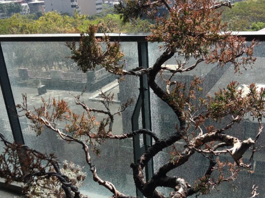 針柏樹枯黃原因