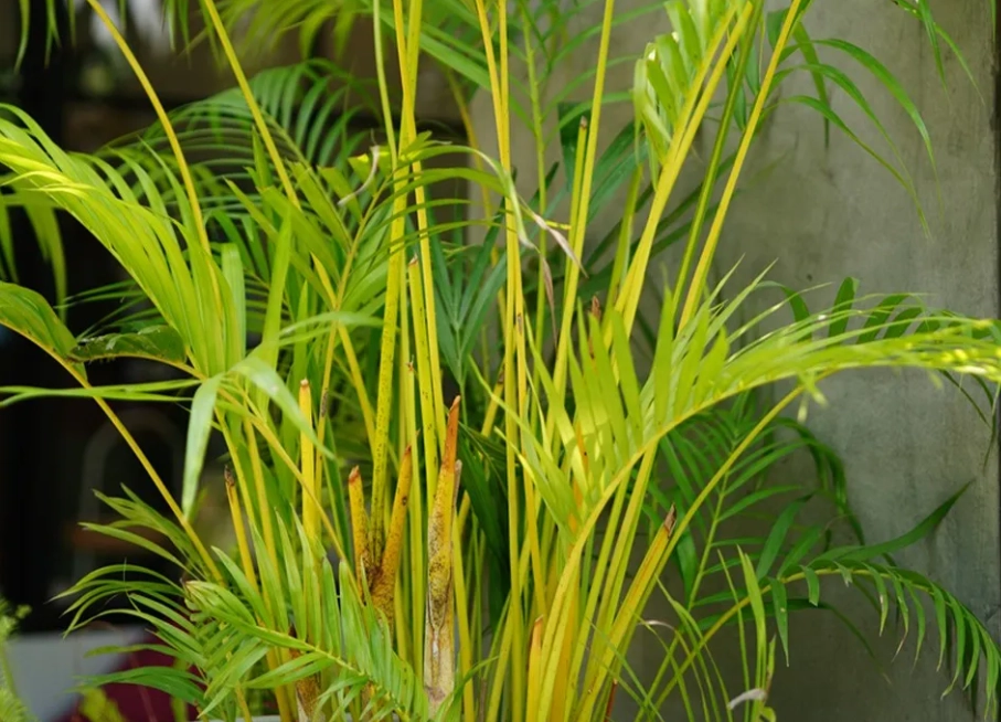 黄椰子修剪方法