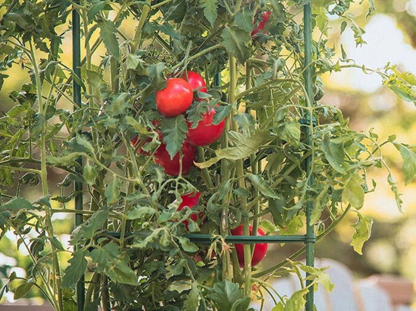 番茄支架 番茄支架
