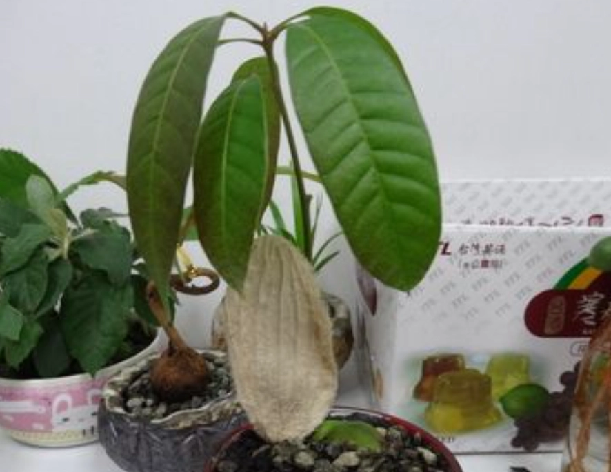 芒果盆栽