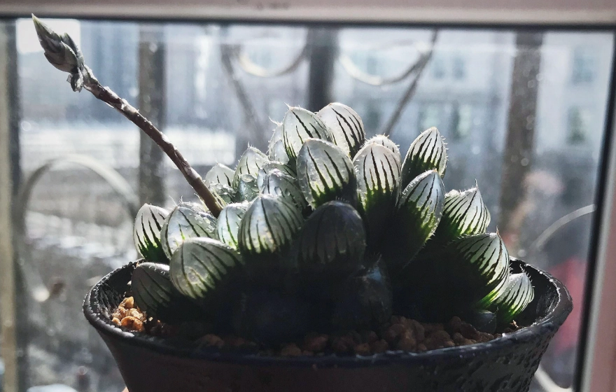 多肉側芽繁殖 多肉側芽繁殖