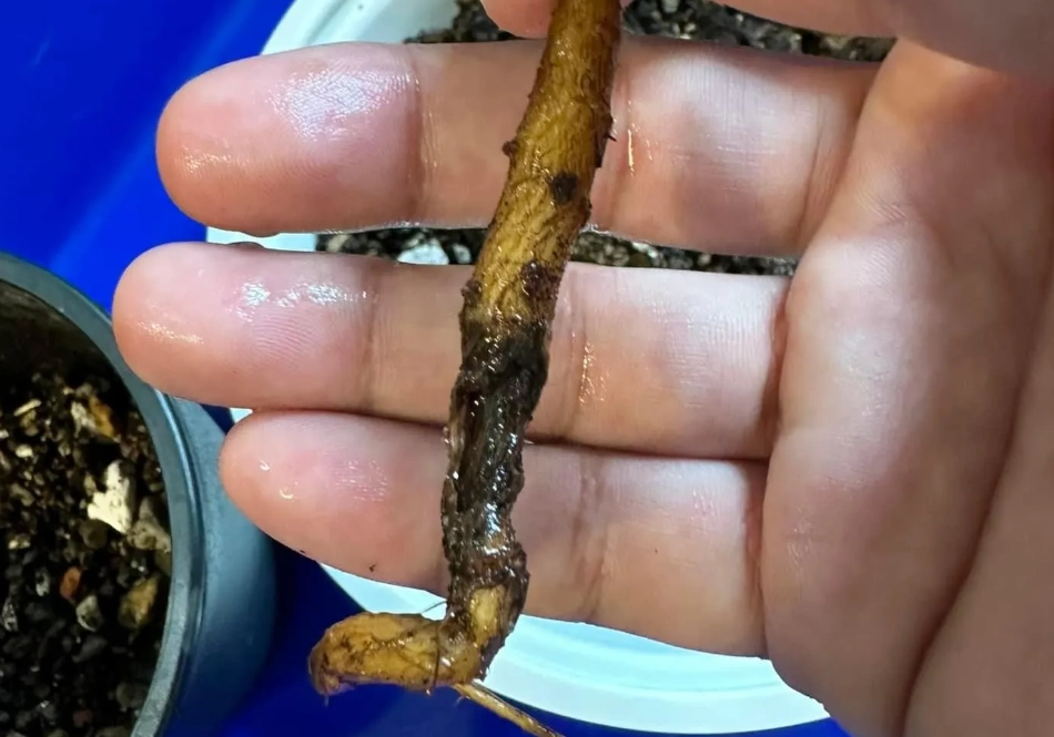 爛根處理 爛根處理