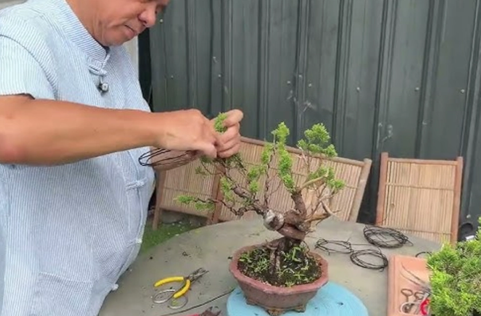 真柏修剪 真柏修剪