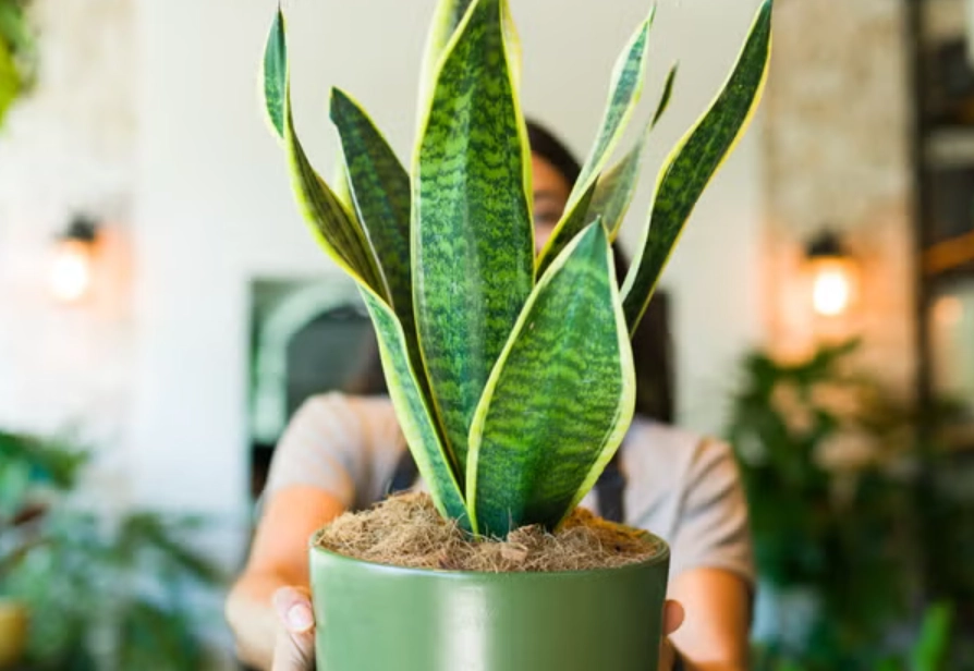 室內植物澆水 室內植物澆水