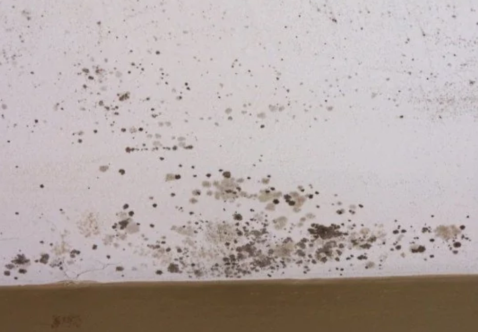 天花板發霉原因 天花板發霉原因