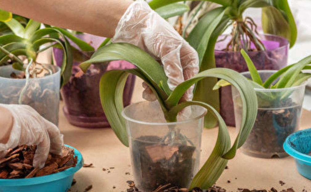 蘭花換盆技巧 蘭花換盆技巧