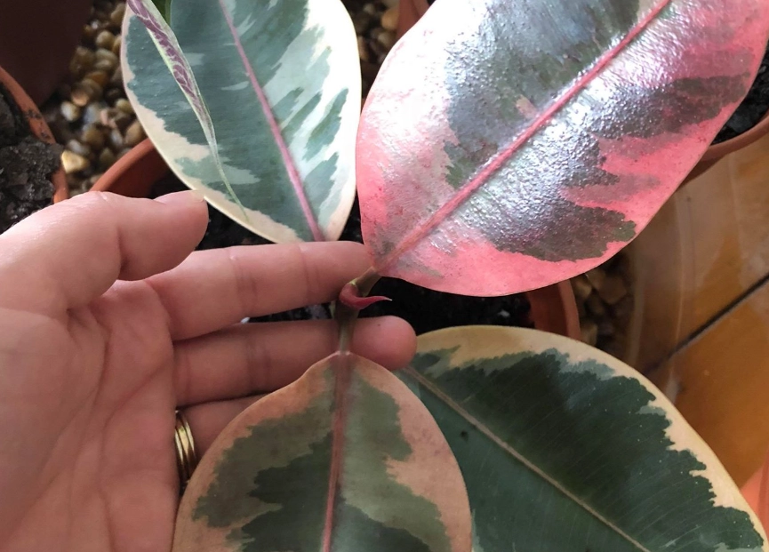 橡膠樹扦插 橡膠樹扦插