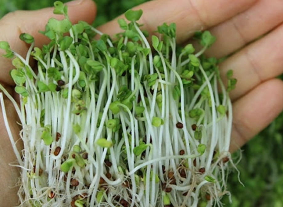 奇亞籽芽怎麼吃